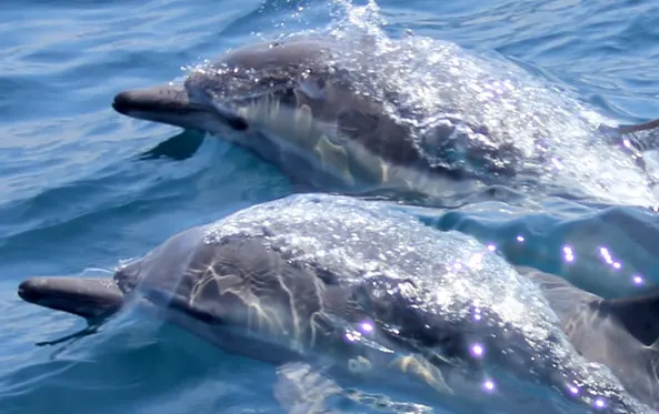  Dolphins watching Murter