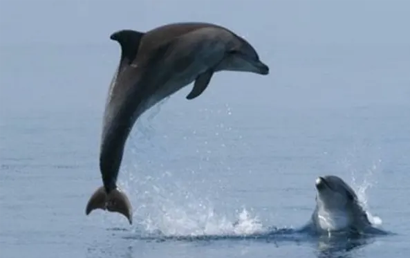 Delfinbeobachtungstour Murter