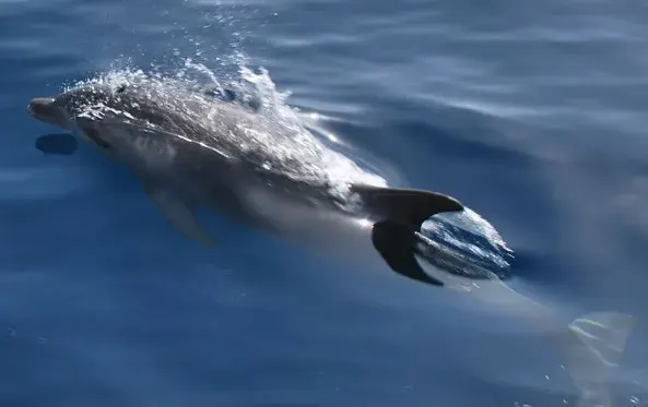 Delfinbeobachtungstour Murter