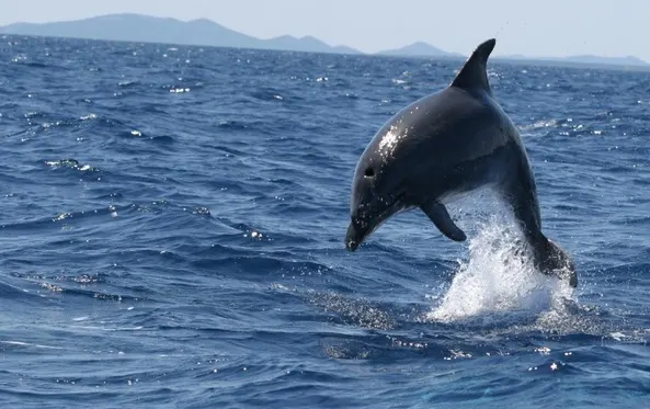 Delfinbeobachtungstour Murter