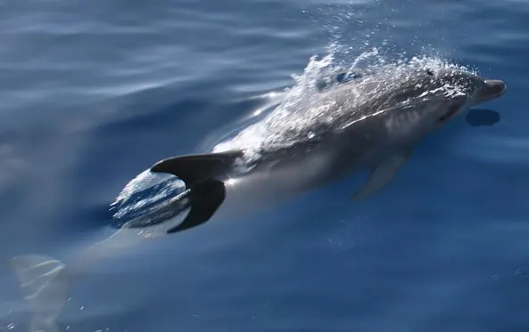 Dolphins watching  Murter